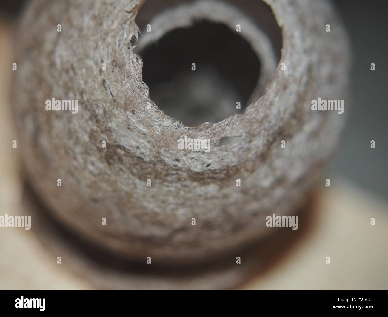 The wasp builds a spherical nest. Dangerous insect. Animal Stock Photo