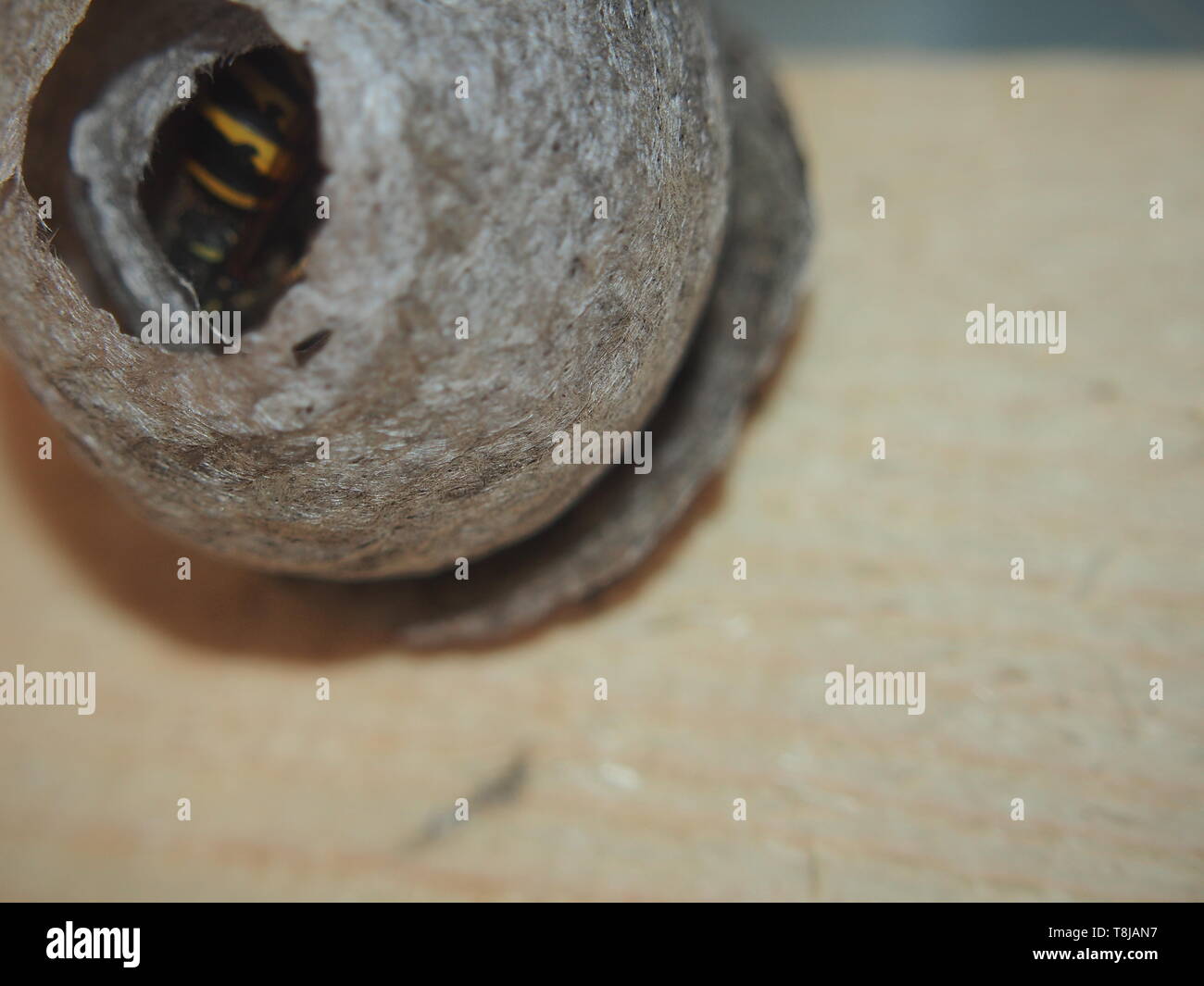 The wasp builds a spherical nest. Dangerous insect. Animal Stock Photo