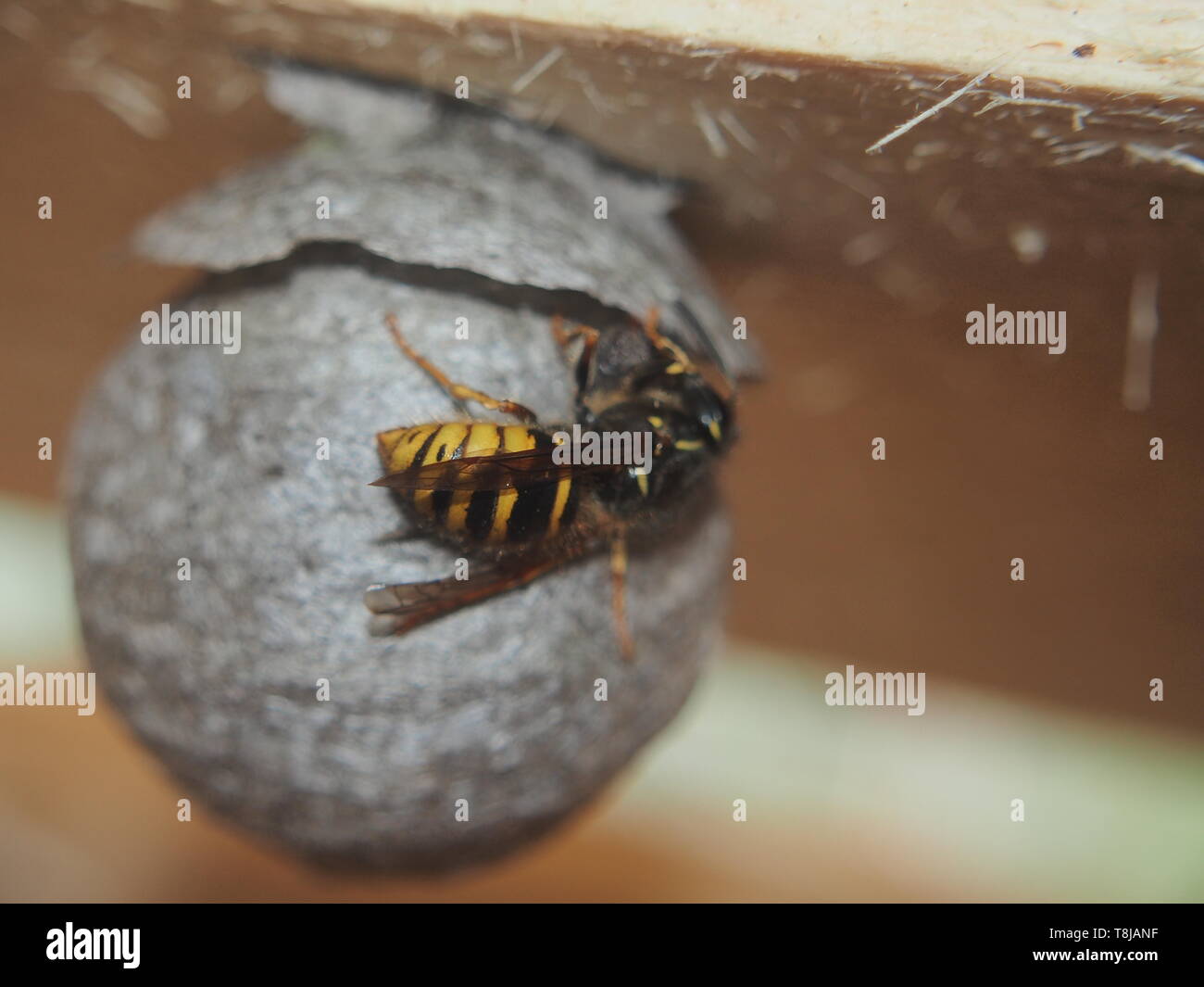 The wasp builds a spherical nest. Dangerous insect. Animal Stock Photo