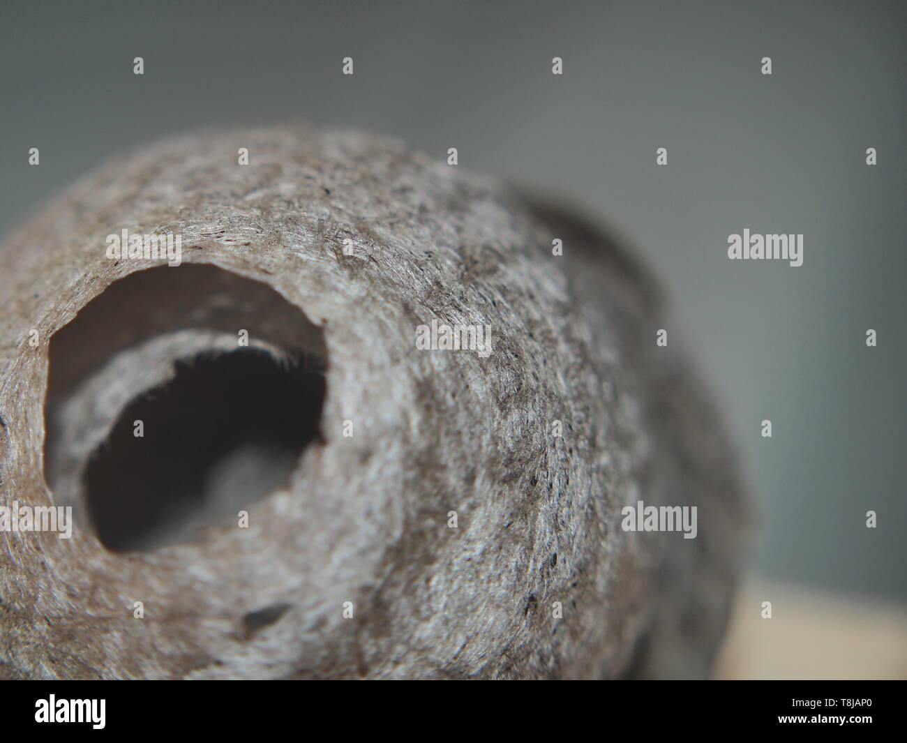 The wasp builds a spherical nest. Dangerous insect. Animal Stock Photo