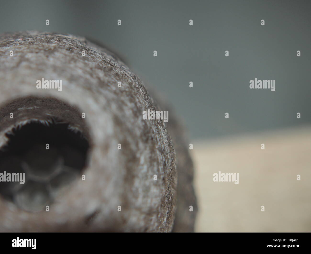 The wasp builds a spherical nest. Dangerous insect. Animal Stock Photo