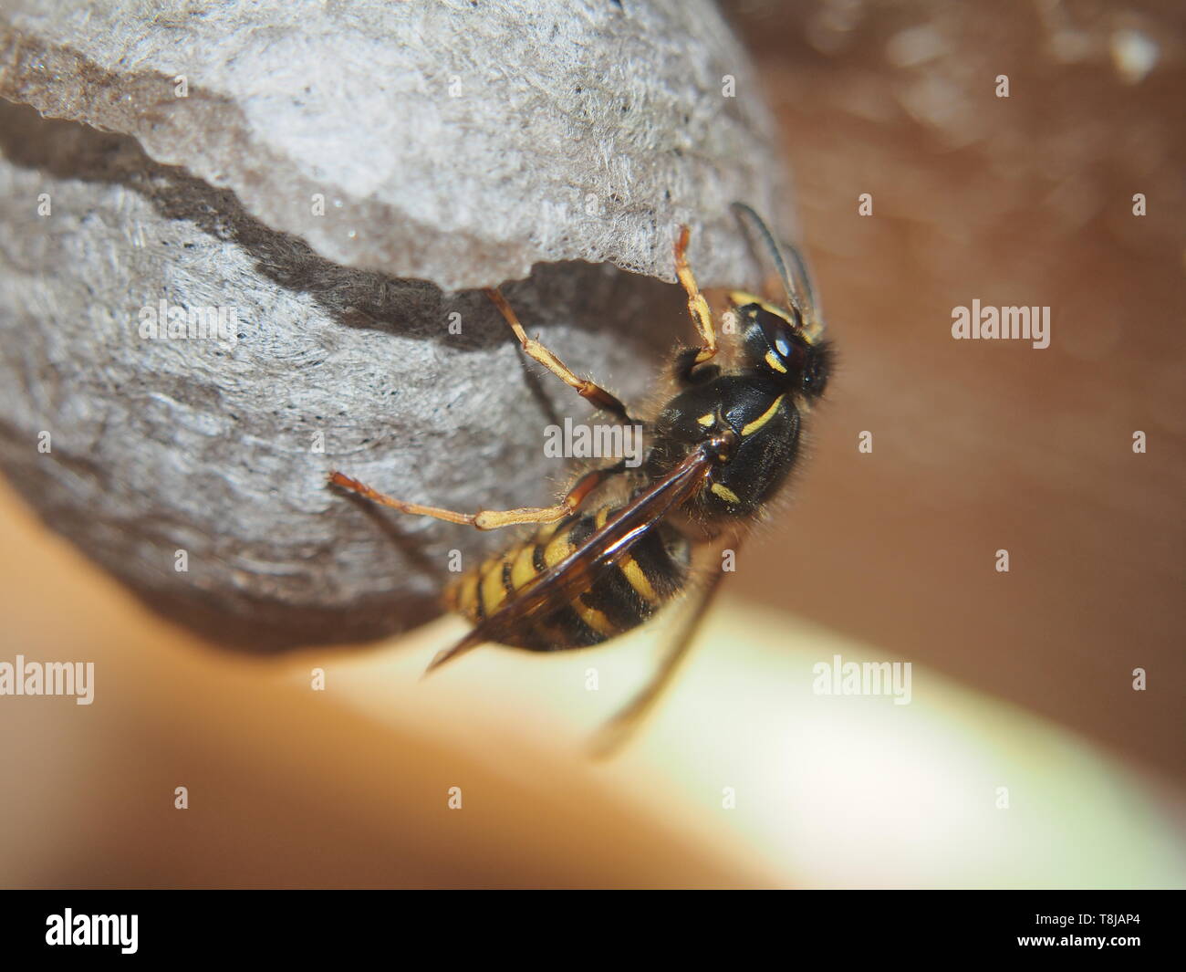 The wasp builds a spherical nest. Dangerous insect. Animal Stock Photo