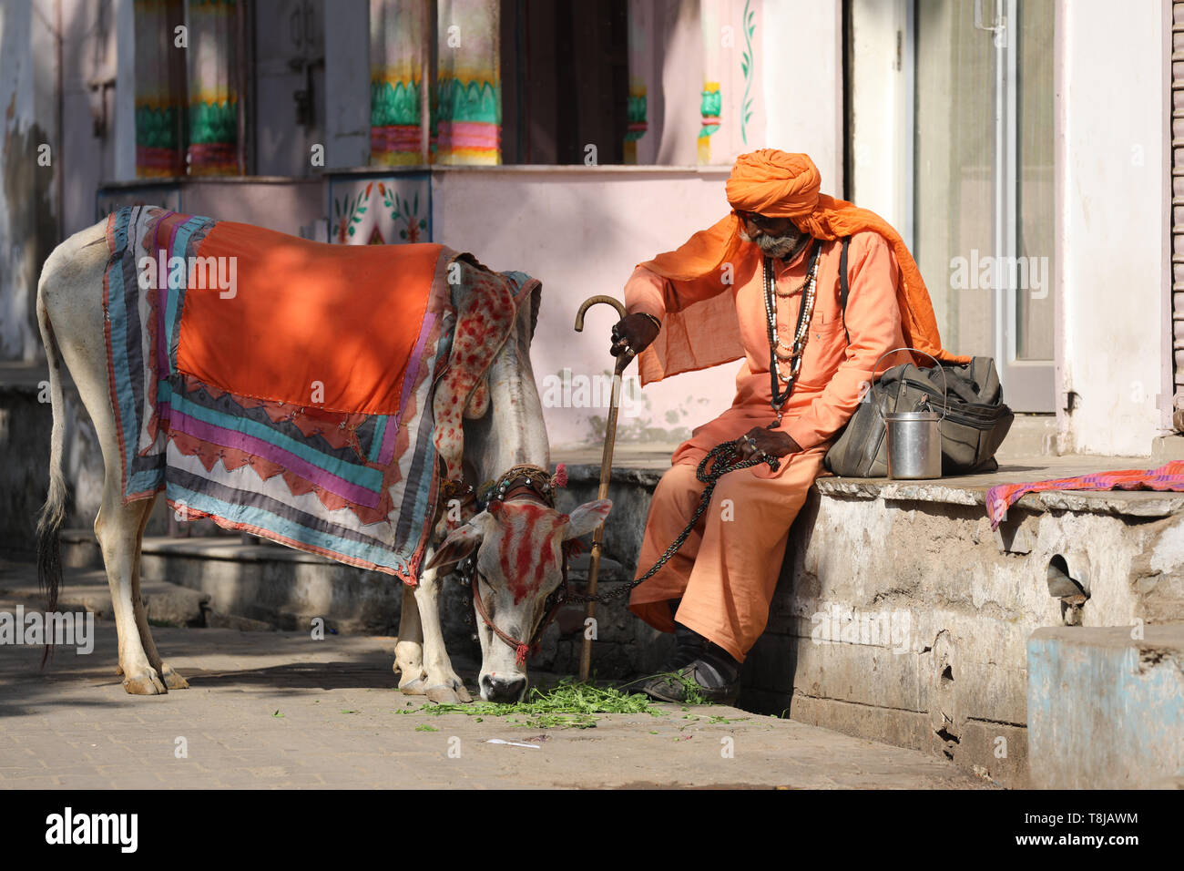 Sadhu with cow sitting on street in Pushkar Stock Photo