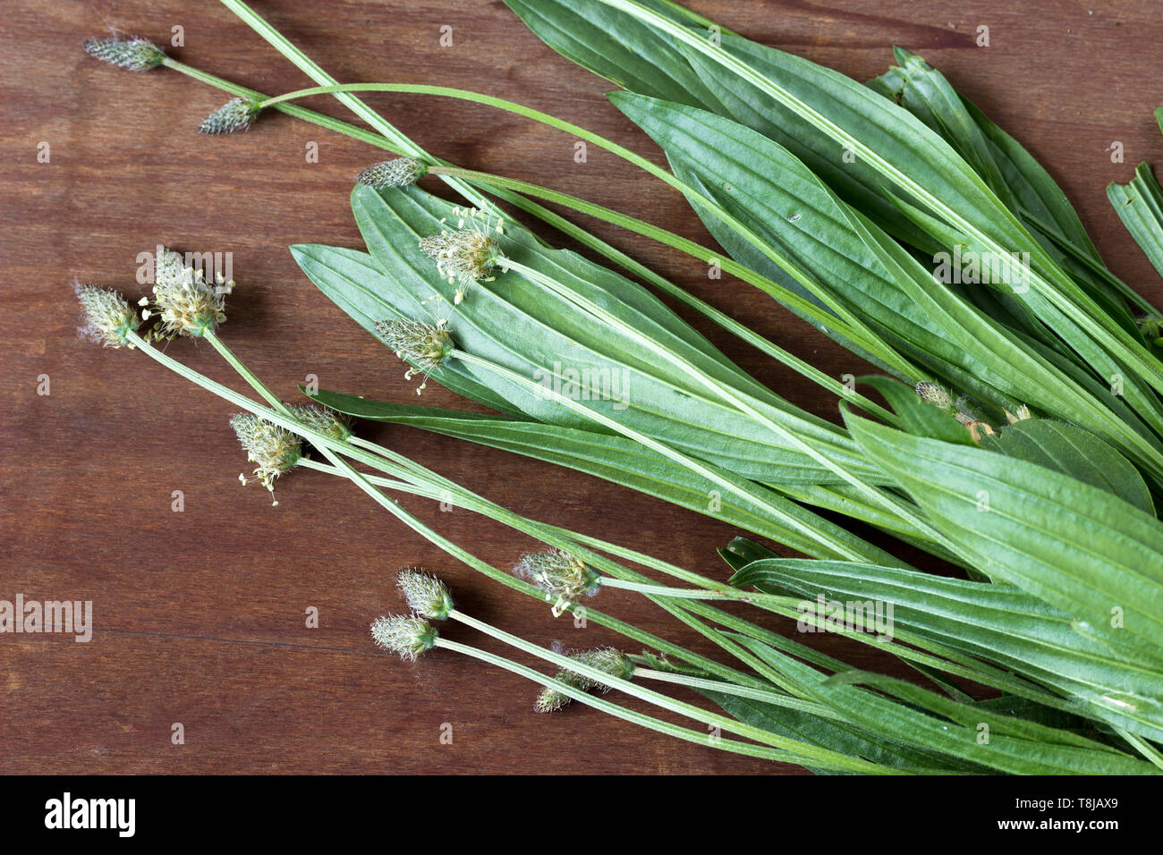 Ribwort plantain - (Plantago Lanceolata) on a wooden surface Stock Photo
