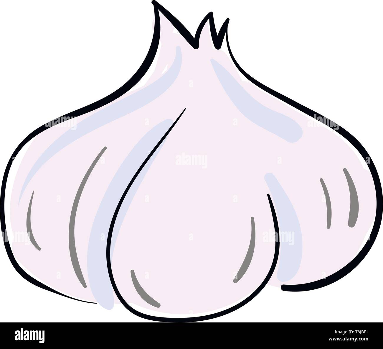 A colour drawing of two garlic clove, vector, color drawing or