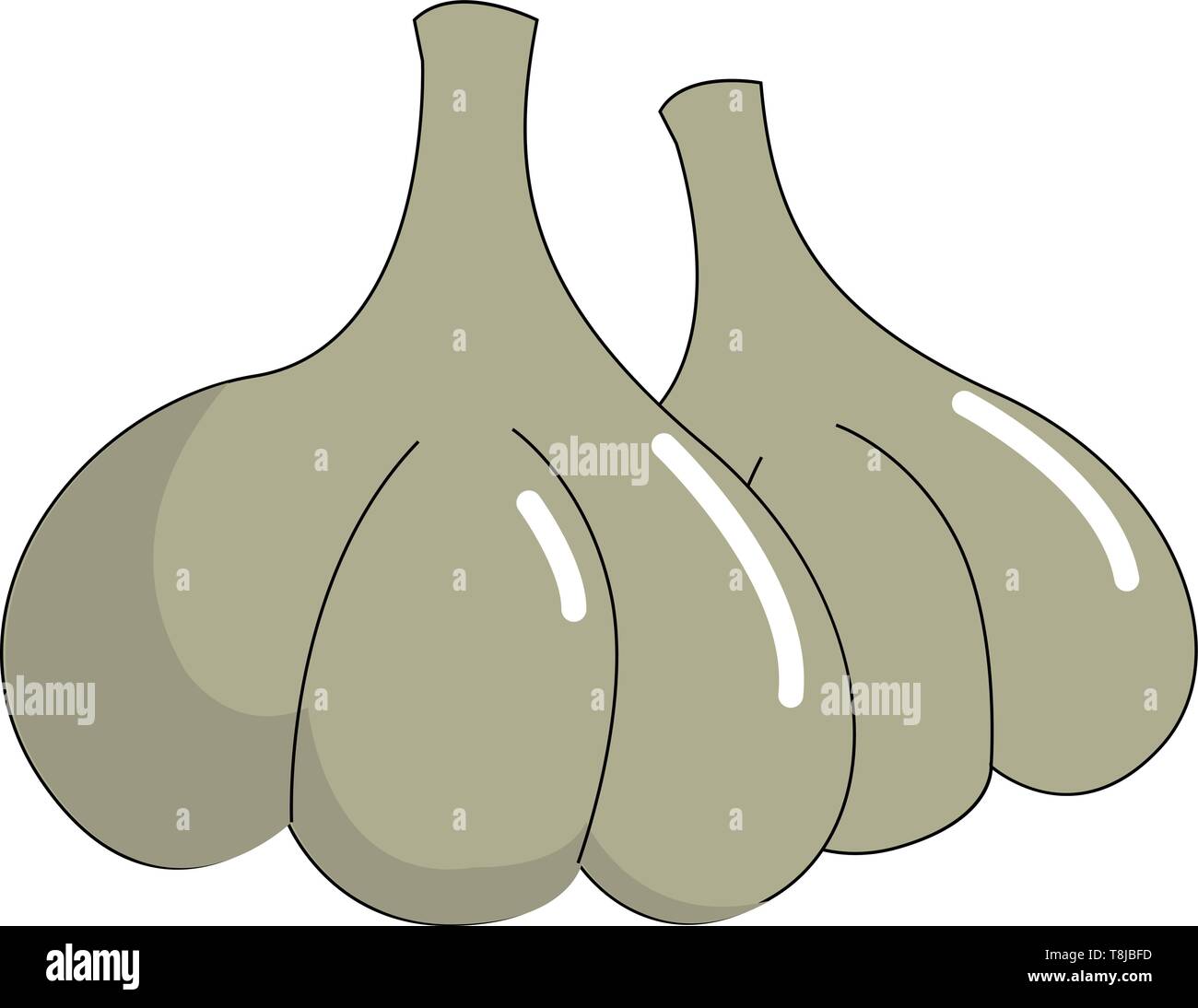 A colour drawing of a garlic clove, vector, color drawing or illustration Stock Vector Image
