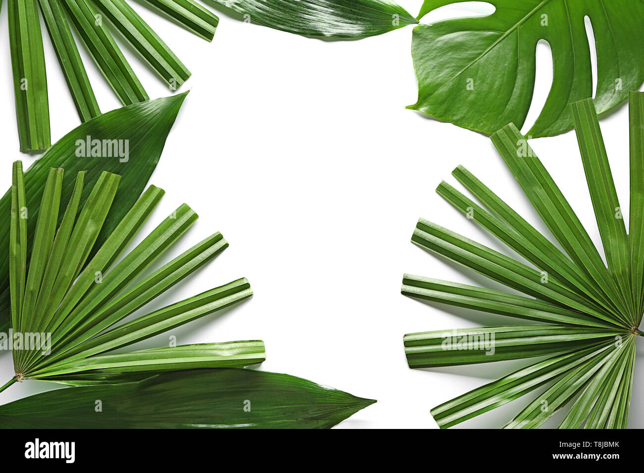 Frame made of fresh tropical leaves on white background Stock Photo - Alamy