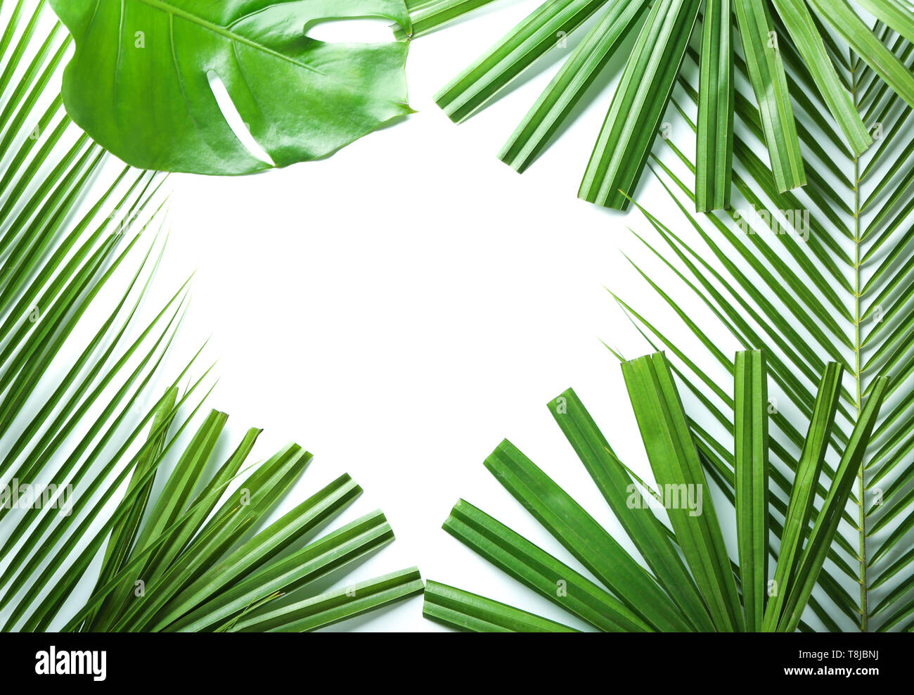 Frame made of fresh tropical leaves on white background Stock Photo - Alamy