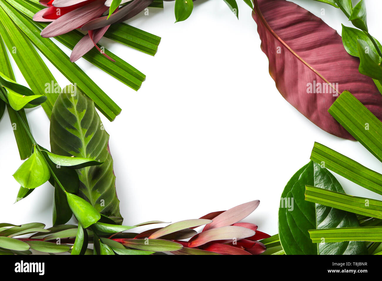 Frame made of fresh tropical leaves and flowers on white background ...