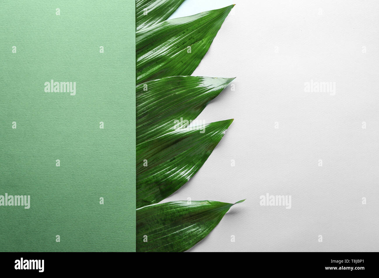 Beautiful tropical Aspidistra leaves with poster on light background Stock Photo