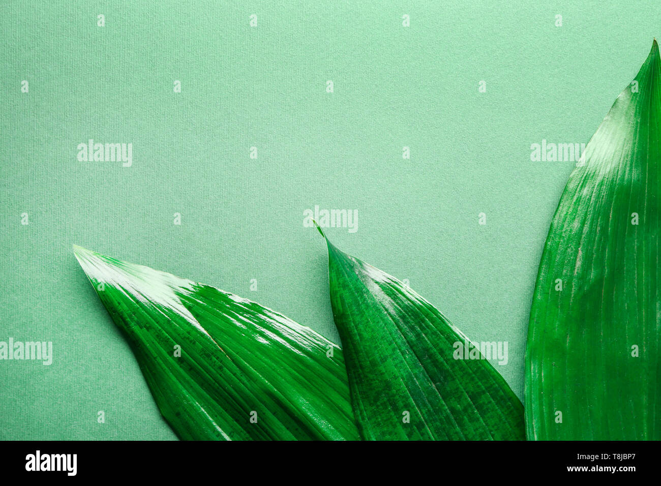 Beautiful tropical Aspidistra leaves on color background Stock Photo