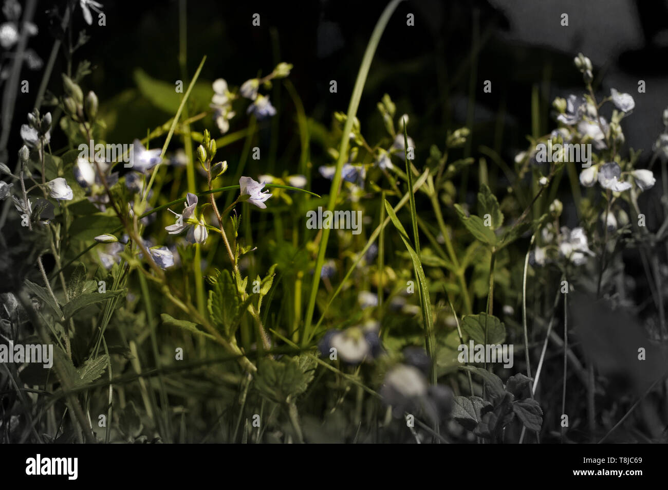 Flowers That Close At Night High Resolution Stock Photography And Images Alamy