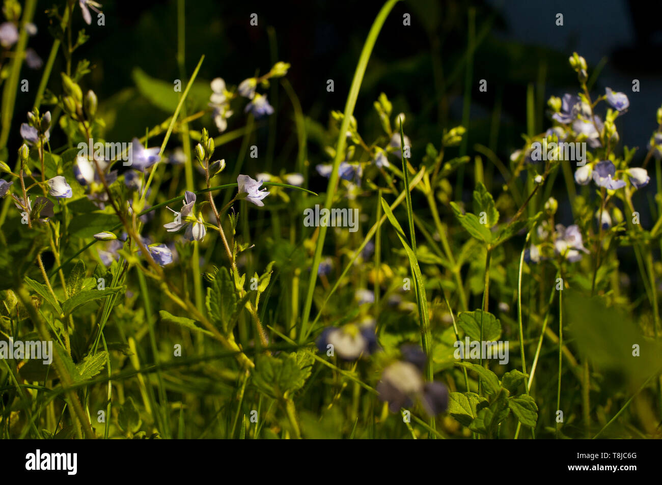 Flowers That Close At Night High Resolution Stock Photography And Images Alamy Flowers That Close At Night High Resolution Stock Photography And Images Alamy