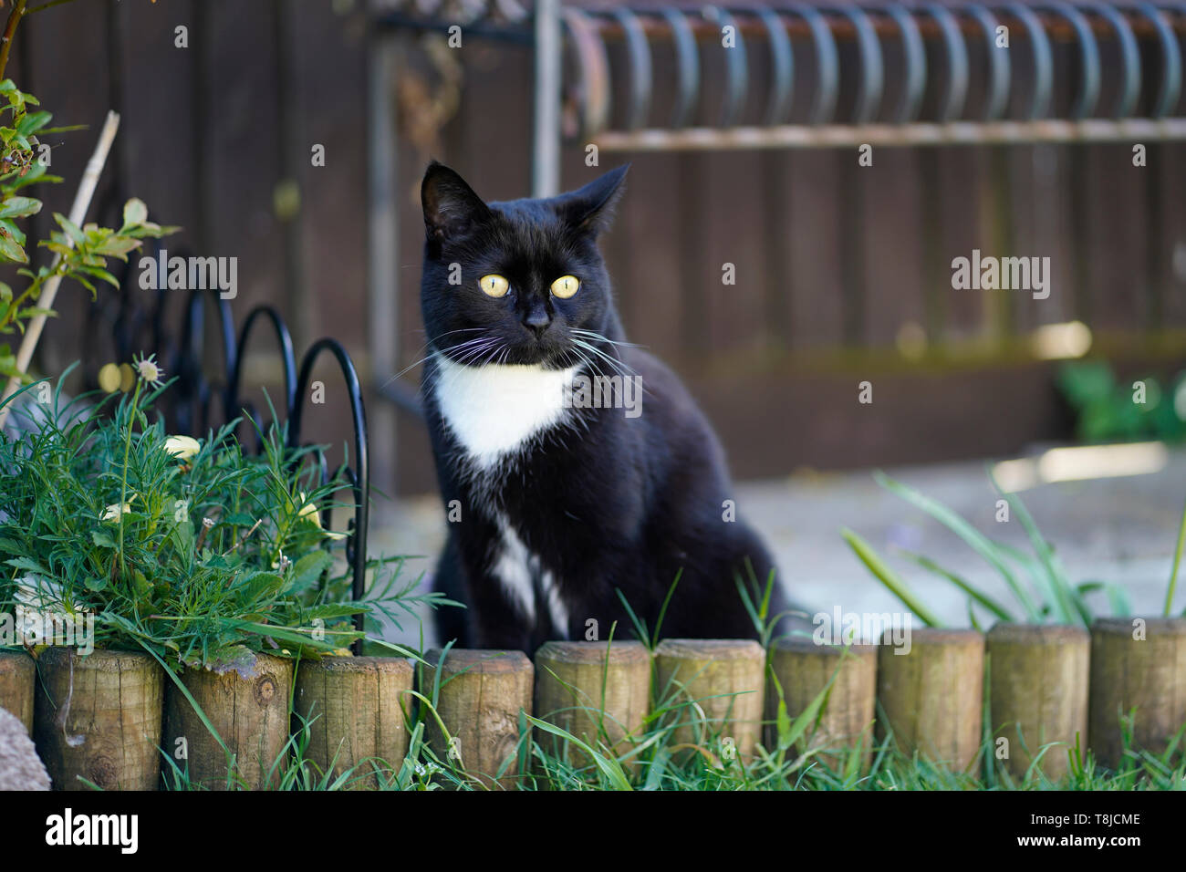 Tuxedo cat, black and white cat, pet cat Stock Photo - Alamy