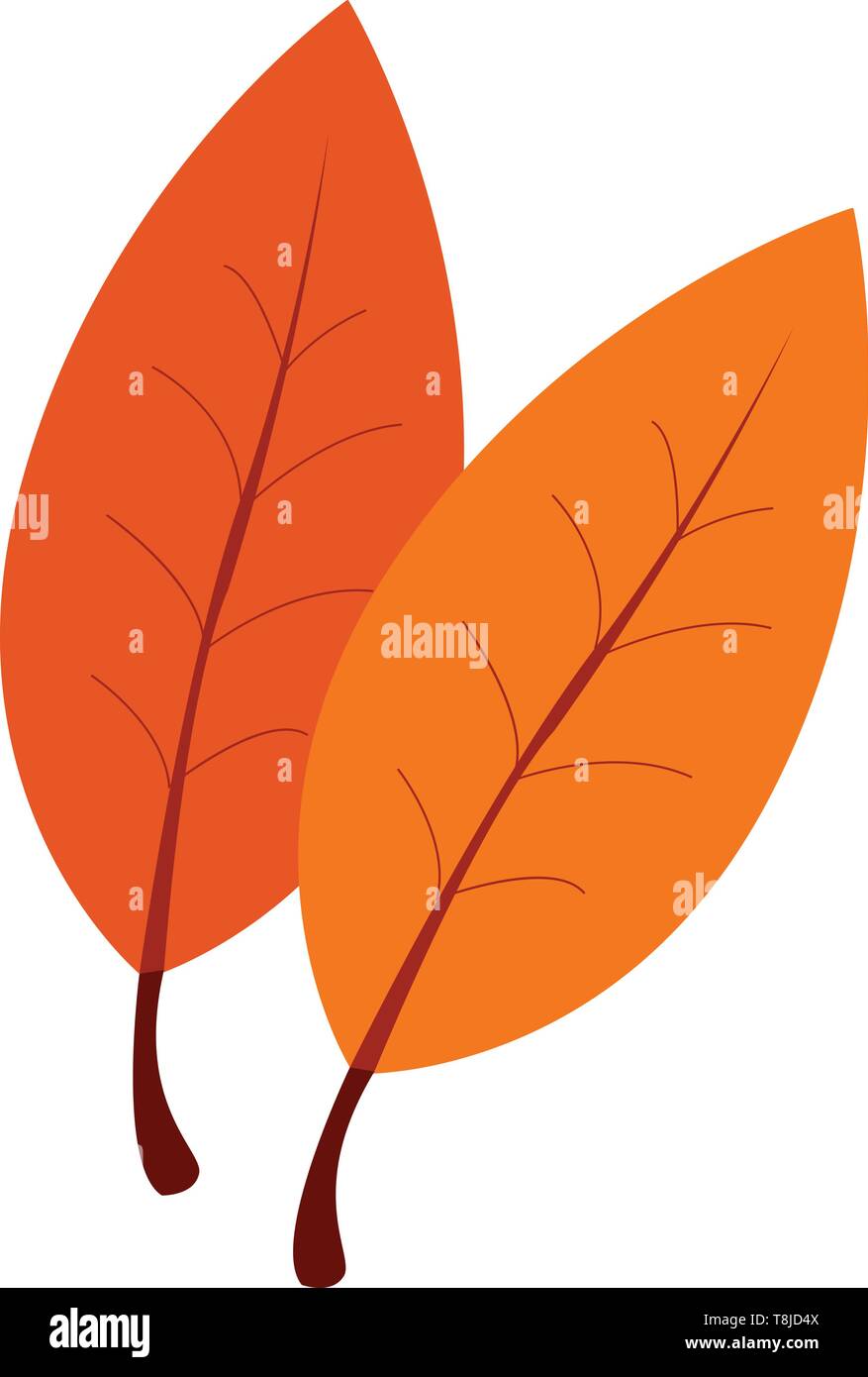 Drawing of two leaves with Light and Dark orange colour, vector, color