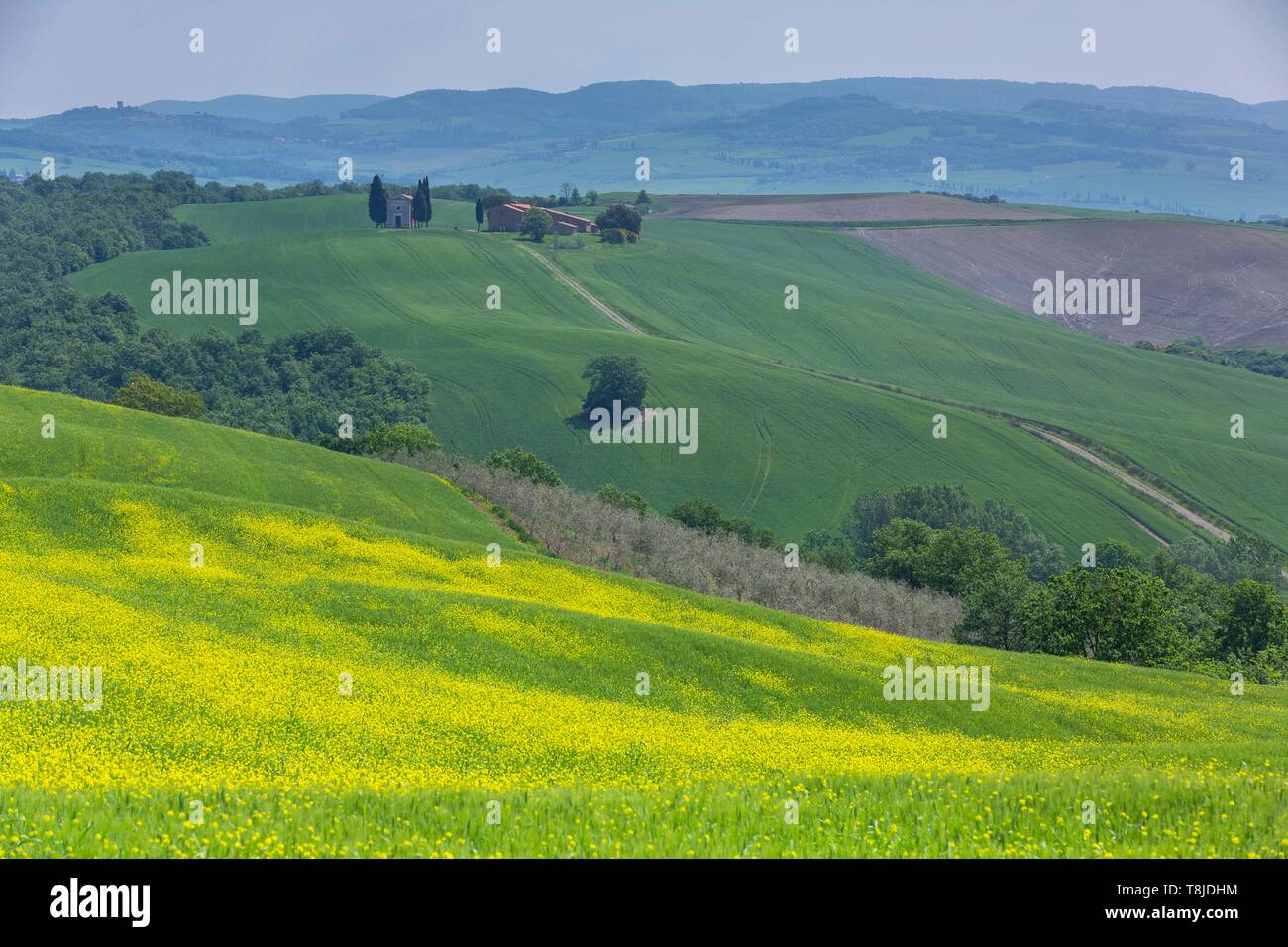 Italy, Tuscany, Siena district, Orcia Valley, listed as World Heritage by UNESCO, hills Stock Photo