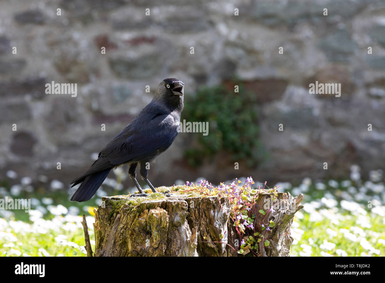 A jackdaw (Corvus monedula) stands on a tree stump Stock Photo