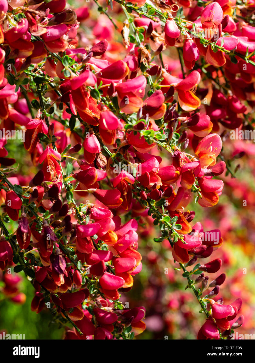 Gold rimmed red flowers of the spring flowering scotch broom, Cytisus scoparius 'Burkwoodii' Stock Photo