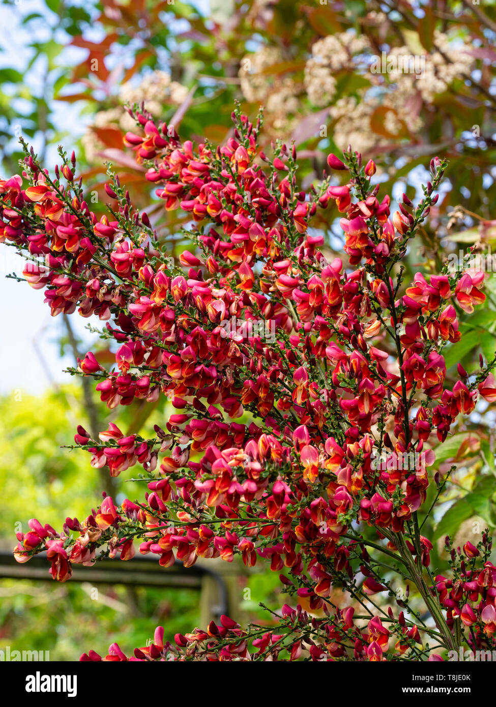 Gold rimmed red flowers of the spring flowering scotch broom, Cytisus scoparius 'Burkwoodii' Stock Photo