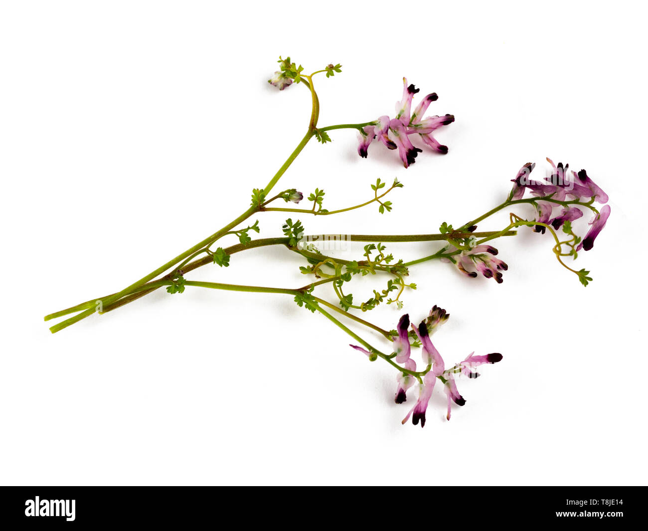 Delicate maroon tipped white flowers of the UK wildflower and annual weed, common ramping-fumitory, Fumaria muralis, against a white background Stock Photo