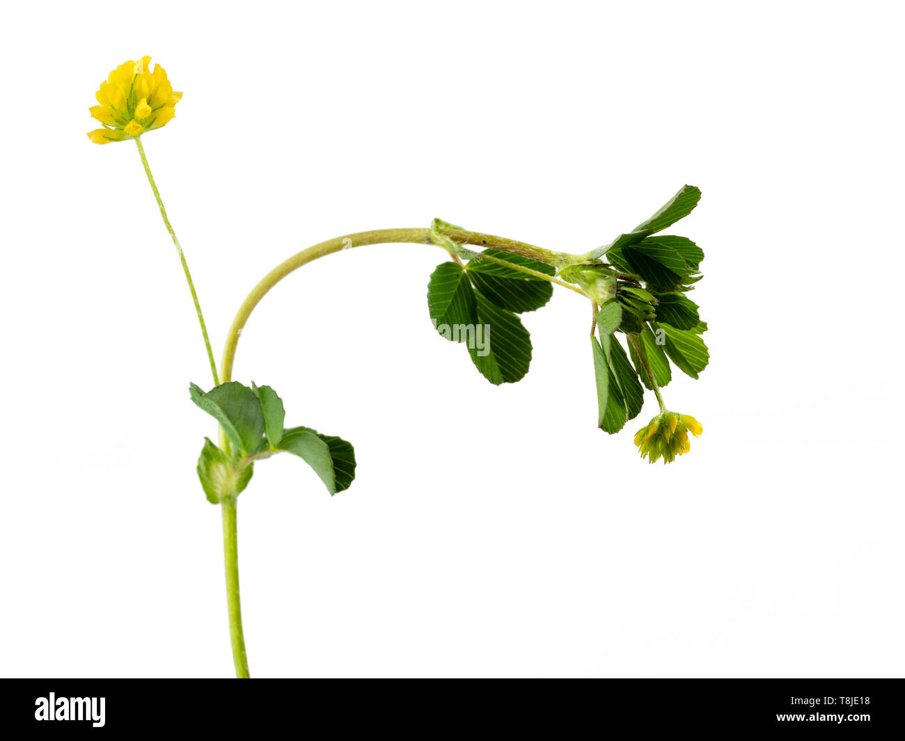 Small heads of yellow flowers and clover like leaves of the annual or biennial black Madick, Medicago lupulina, on a white background Stock Photo