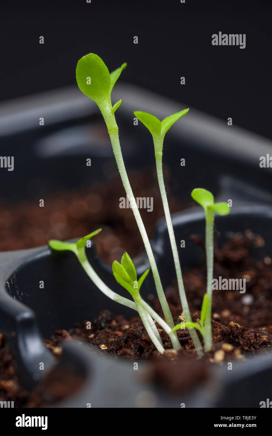 Vertical close-up shot of six young seedlings in a black potting tray.  Shallow depth of field. Stock Photo