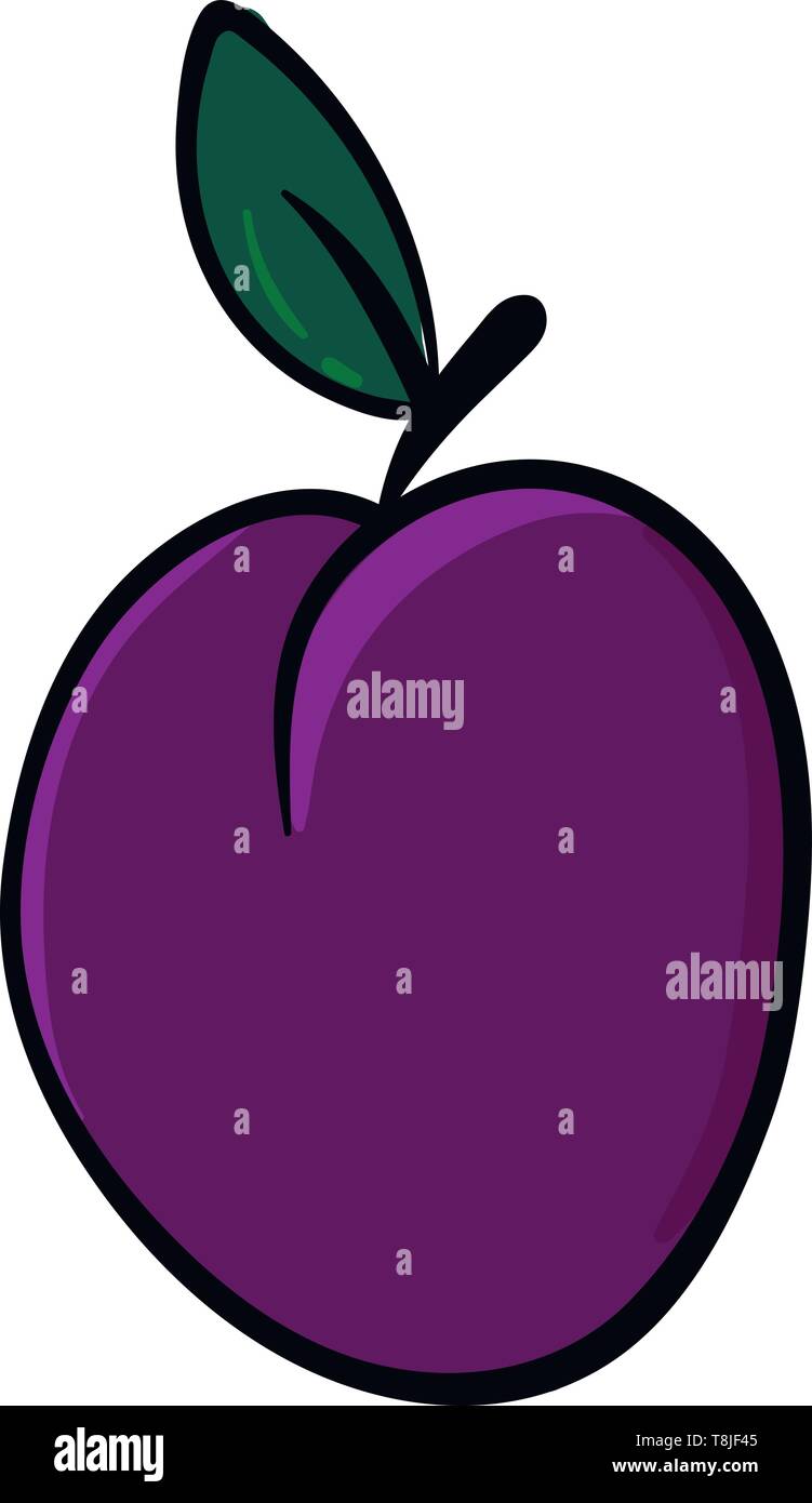 A plum, purple in color with one leaf and stem, vector, color drawing or illustration. Stock Vector