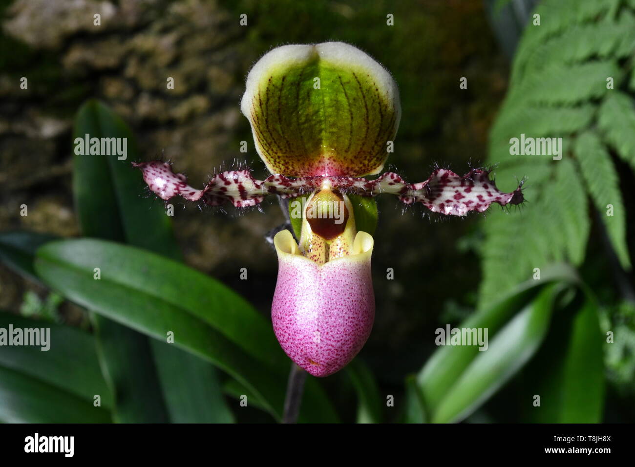 Gorgeous tropical exotic orchid Lady's Slipper flower. Paphiopedilum victoria-regina chamberlainianum liemianum. Venusschuh. Paphia. Close up Stock Photo