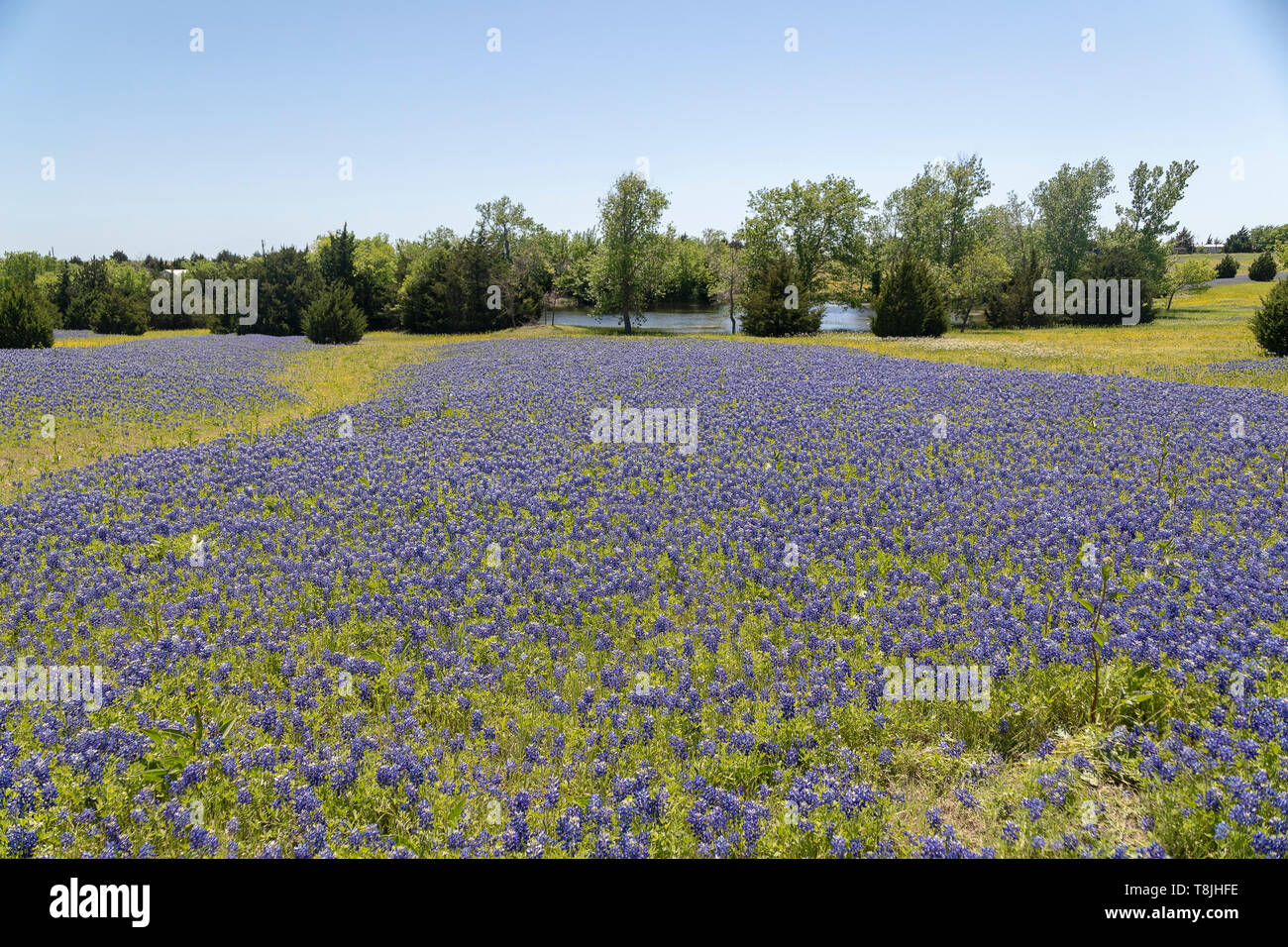 Bluebonnets growing in Ennis, Texas Stock Photo