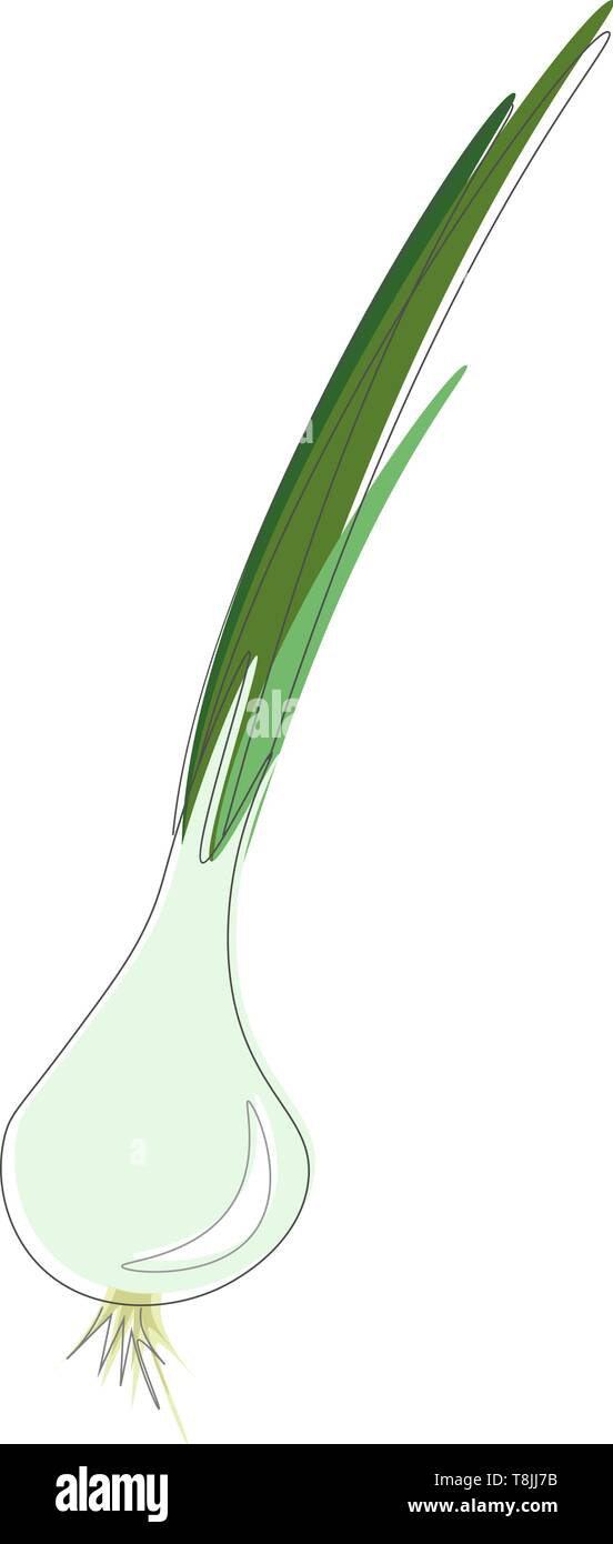 Green onions with leaves and roots, vector, color drawing or illustration Stock Vector Image