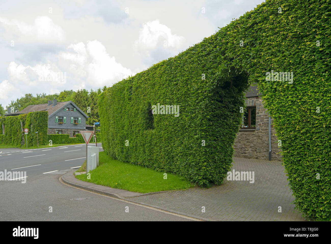 Deutschland, NRW, Städteregion Aachen, Nationalpark Eifel, Monschau-Höfen, haushohe Buchenhecken sind typisch im Monschauer Heckenland Stock Photo