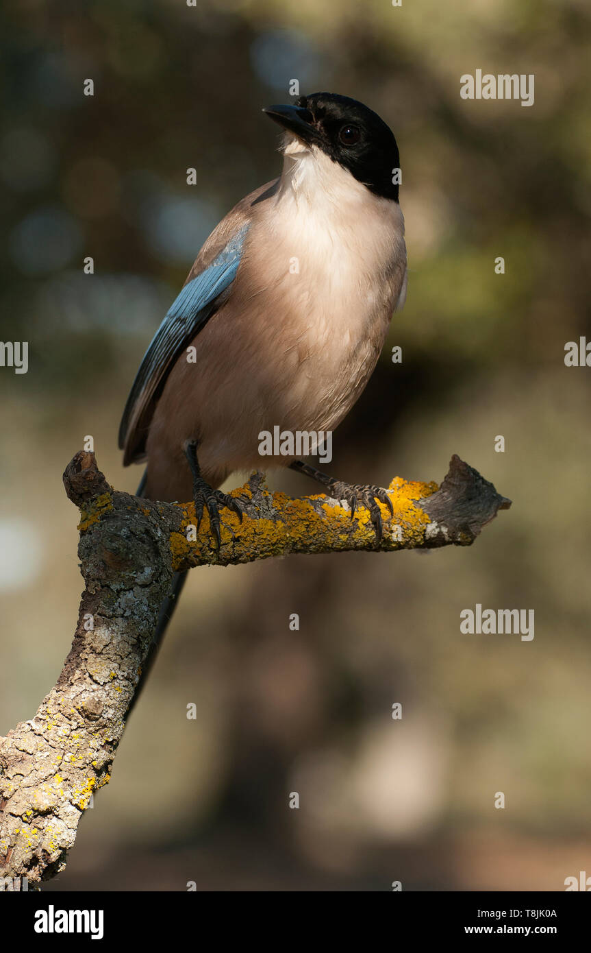 Azure-winged magpie Cyanopica cyanus on a branch Stock Photo