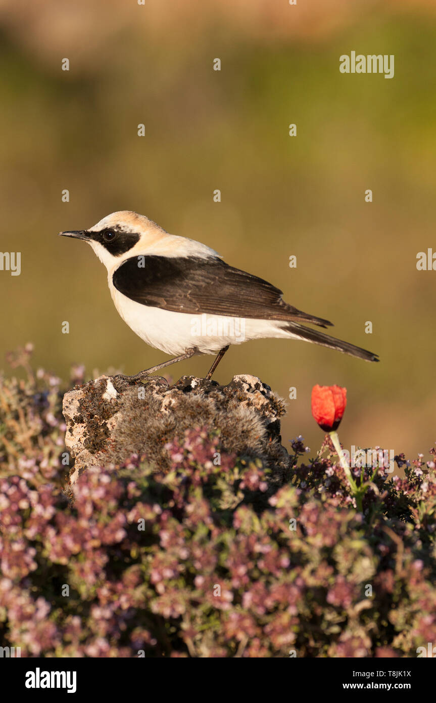 Black-eared Wheatear - Oenanthe hispanica perched on a rock with flowers in its natural habitat Stock Photo