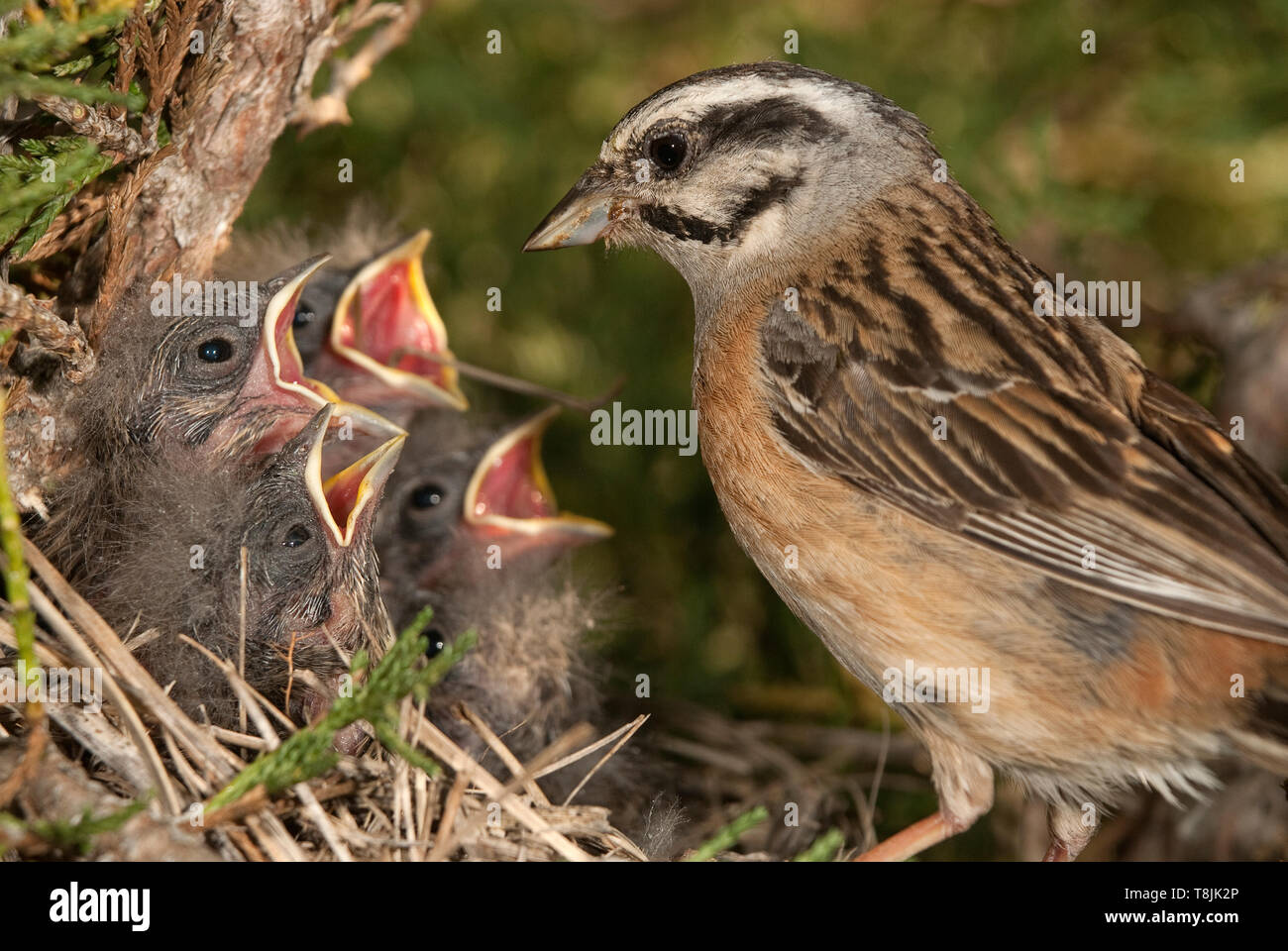 Rock bunting emberiza cia nest hi-res stock photography and images - Alamy