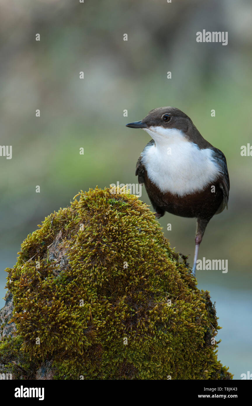 Dipper - Cinclus cinclus single bird on rock in the river - in their habitat Stock Photo