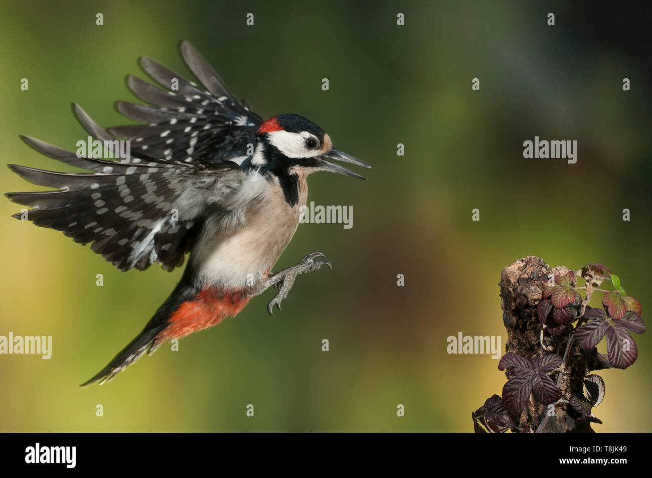 Flying Great Spotted Woodpecker - Dendrocopos major Stock Photo