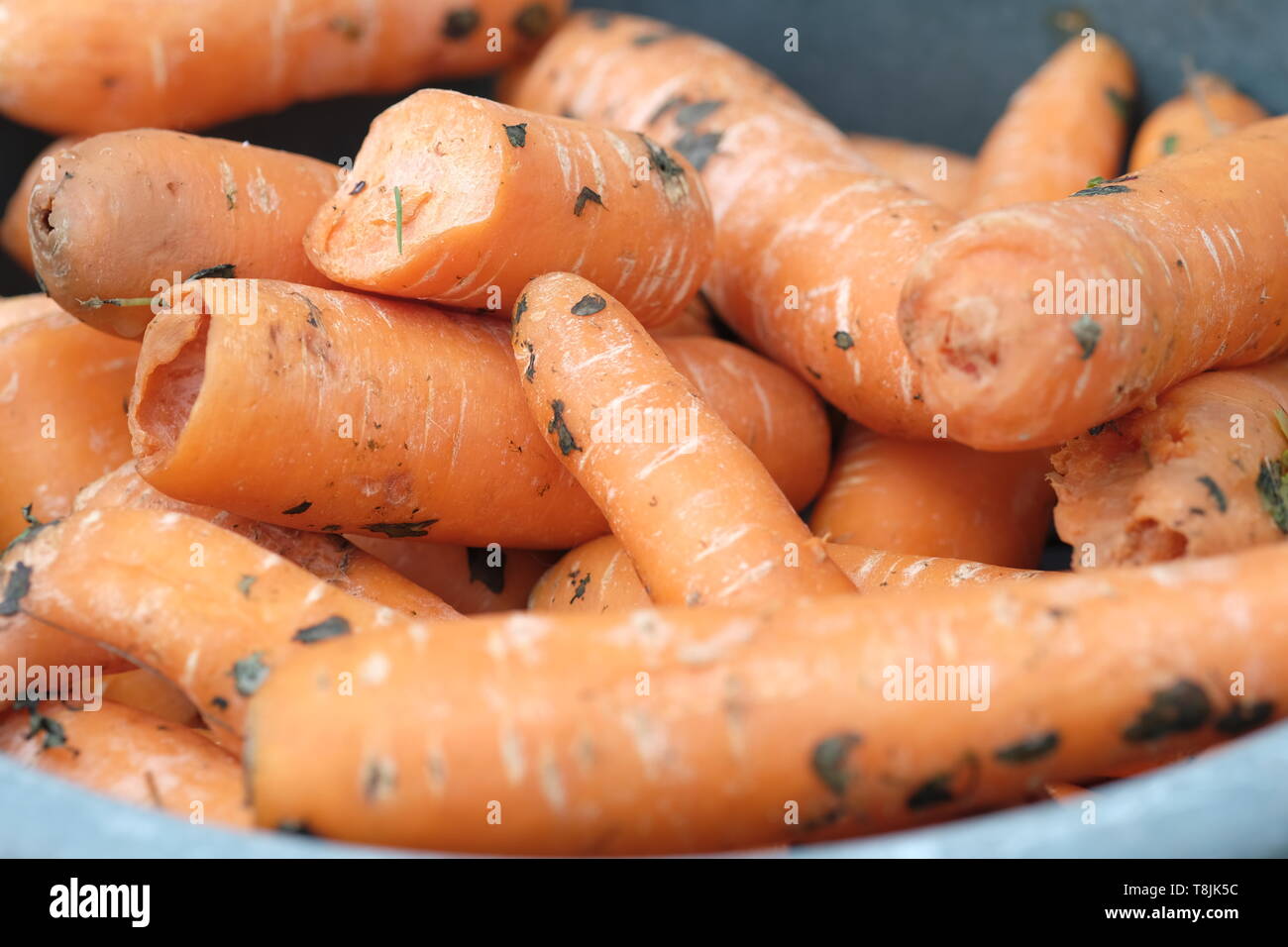 Bowl of wonky and soil stained carrots destined for equine feed and not for human consumption Stock Photo