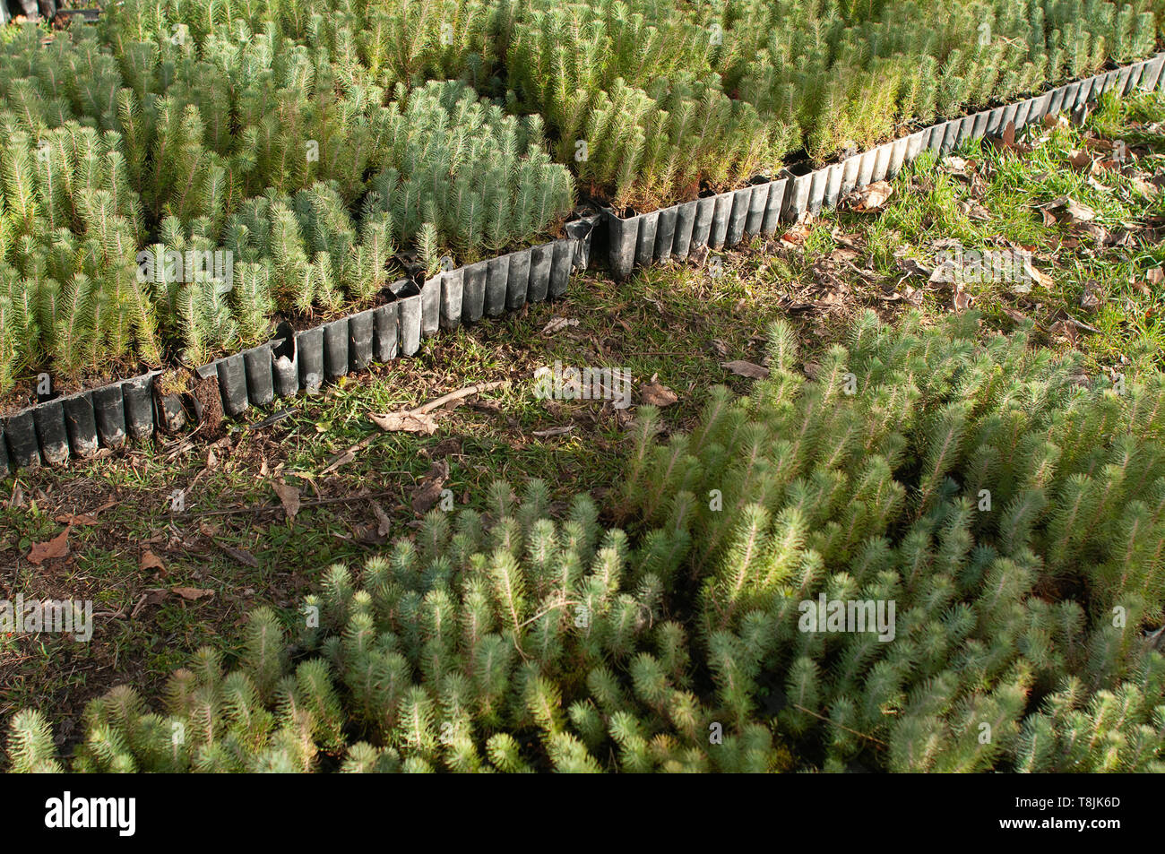 Pine tree nursery for reforestation - Pinus pinea Stock Photo