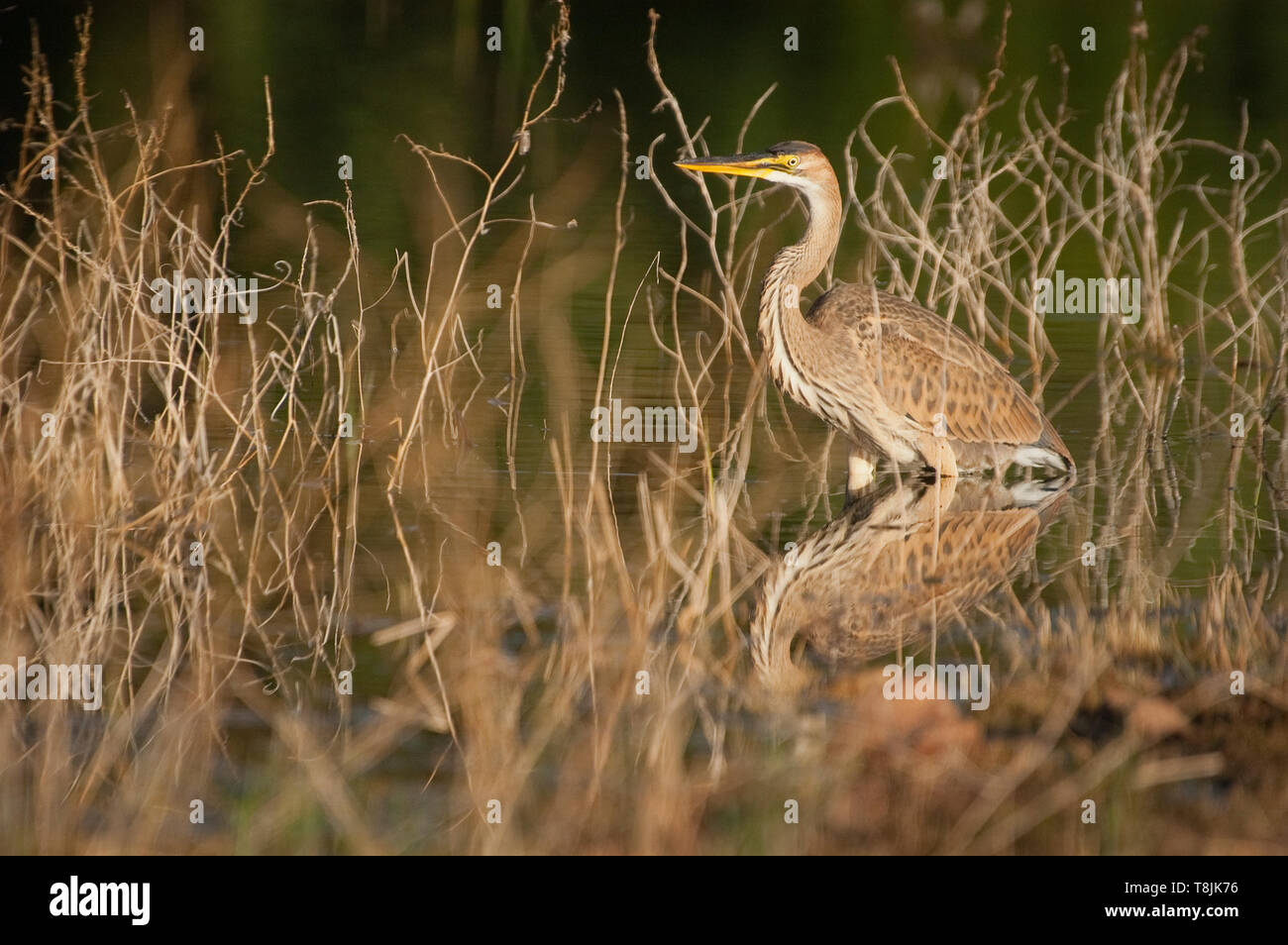 Purple heron in natural habitat ardea purpurea Stock Photo Alamy
