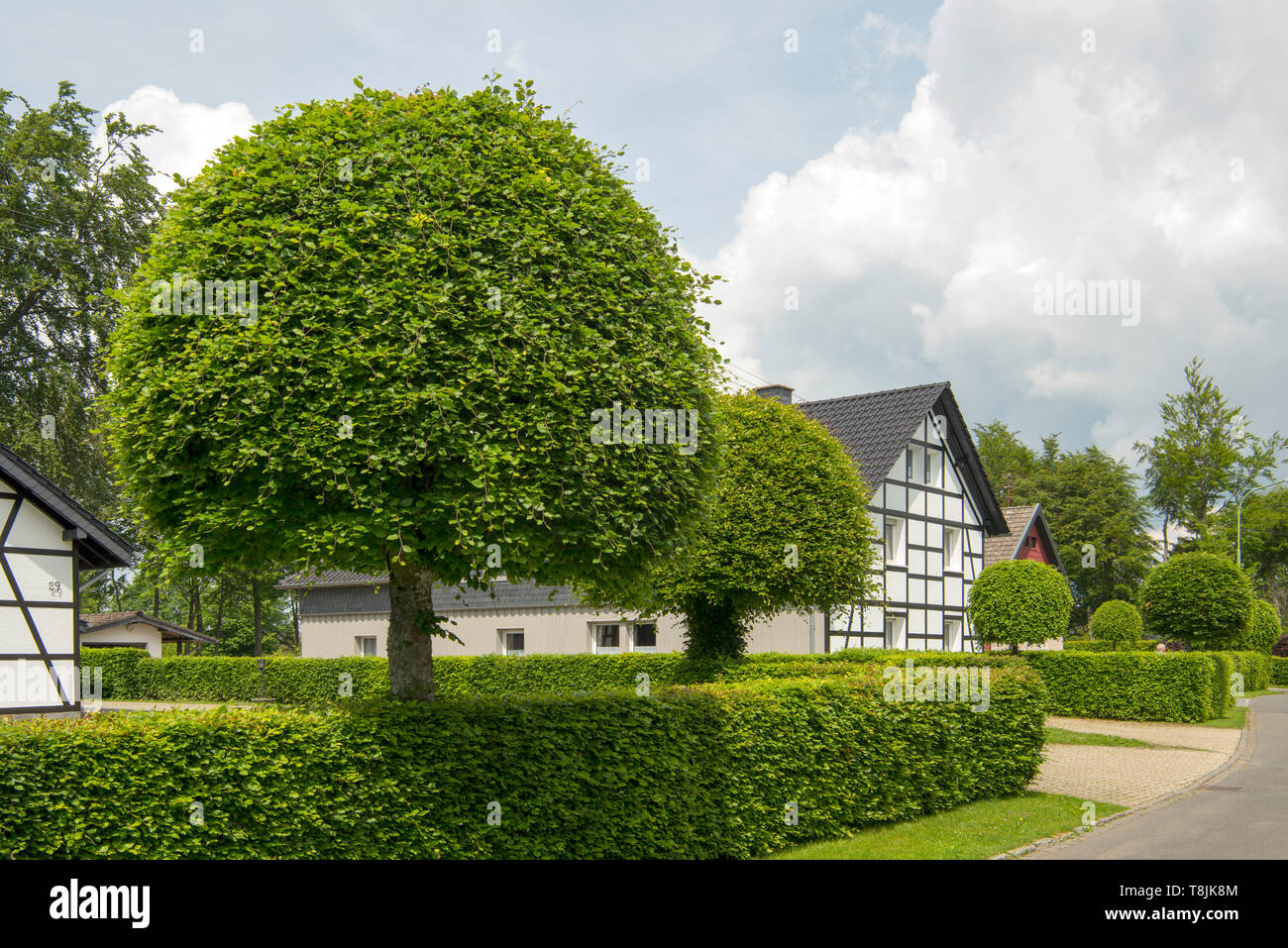 Deutschland, NRW, Städteregion Aachen, Nationalpark Eifel, Monschau-Höfen, Monschauer Heckenland Stock Photo