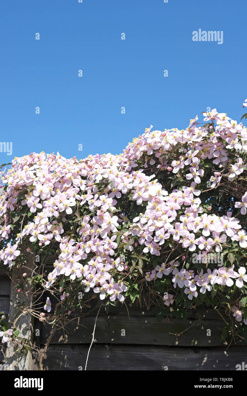 Masses of pale pink Clematis Montana flowers scrambling over the top of a garden fence in late Spring. Stock Photo