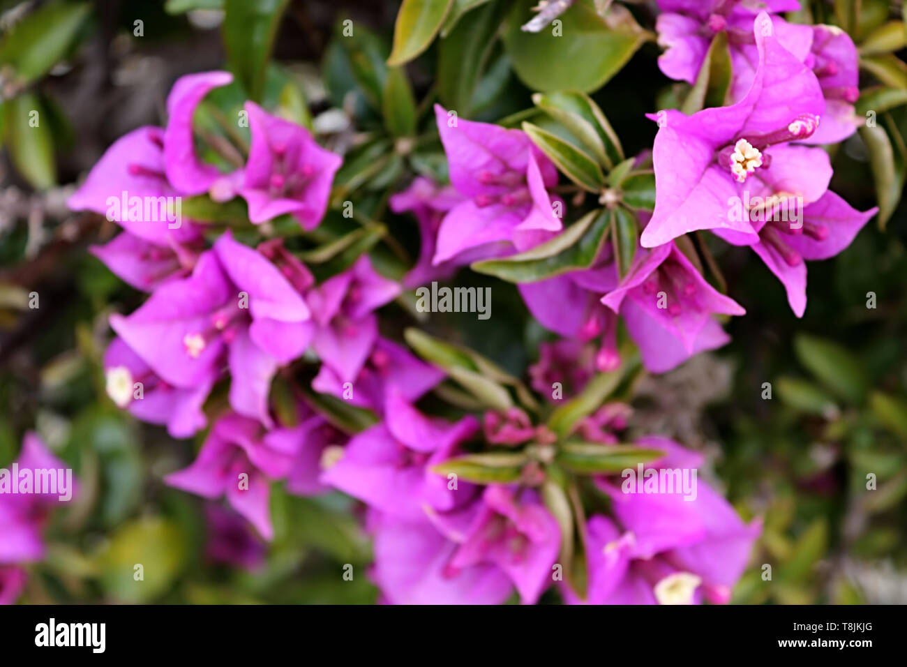 Flowers of bougainvillea in Larnaca city, Cyprus Stock Photo Alamy