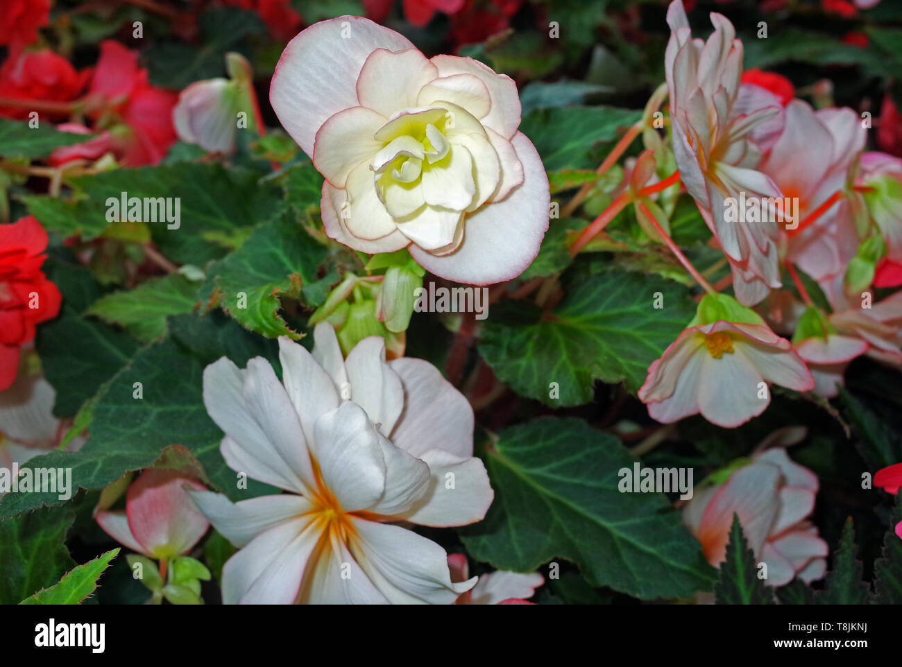 Begonia close-up Stock Photo