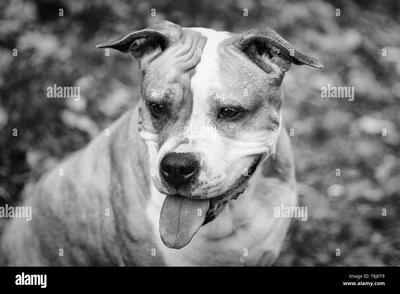 Amstaff is playing in the forest in a sunny spring day. The dog poses for the picture. Stock Photo