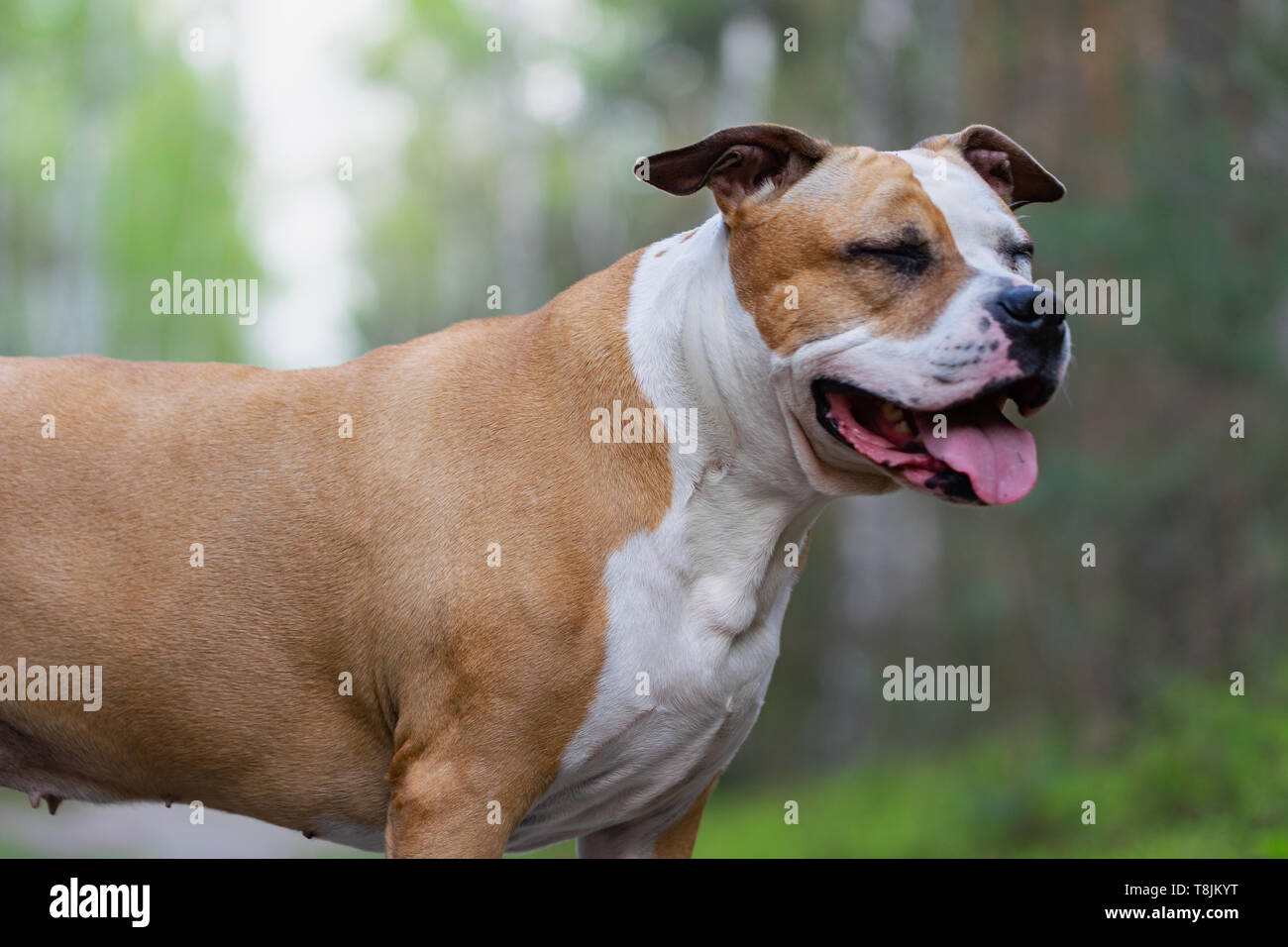 Amstaff is playing in the forest in a sunny spring day. The dog poses for the picture. Stock Photo