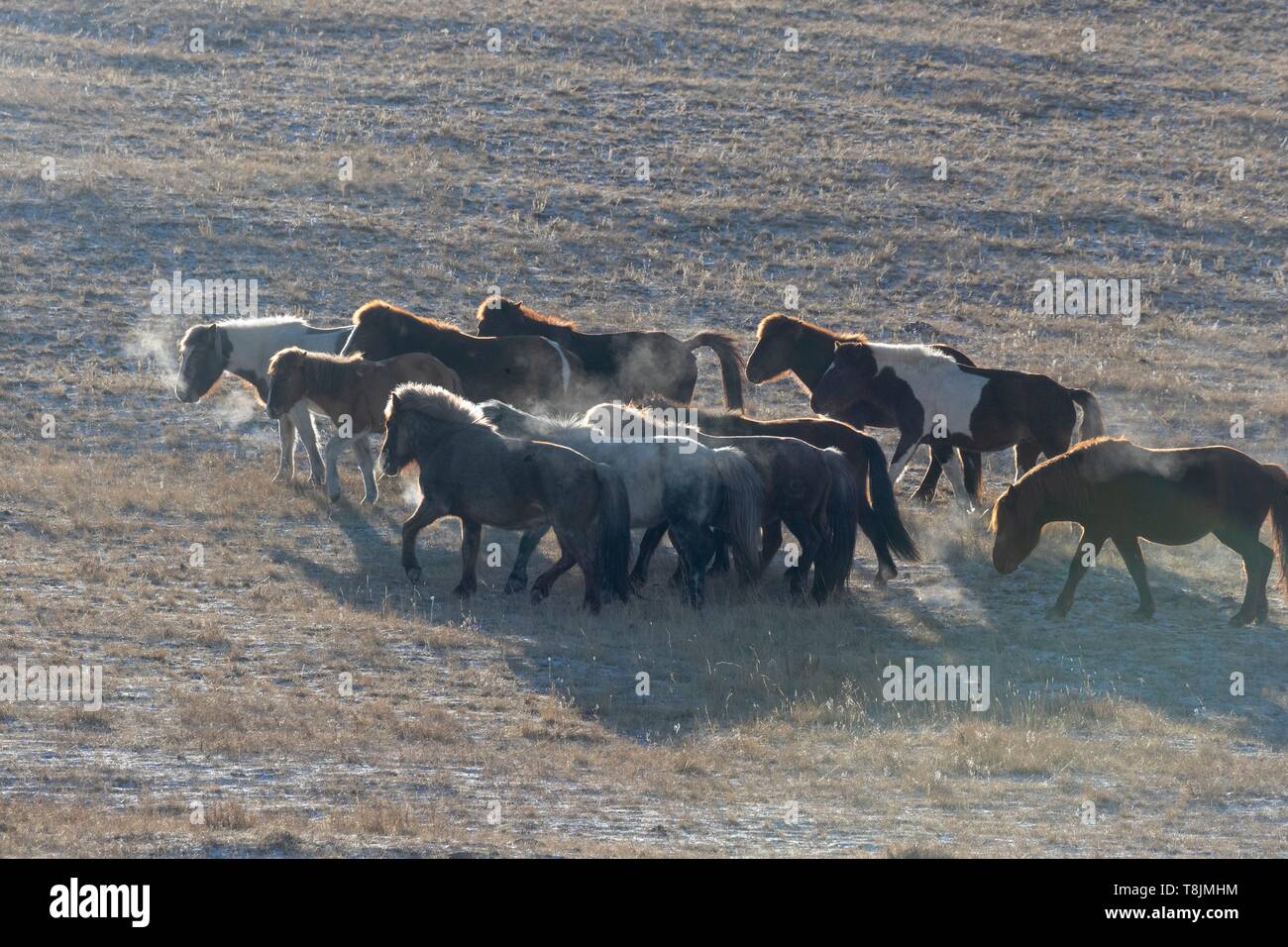 Mongolia, East Mongolia, group of horses in the steppe Stock Photo - Alamy