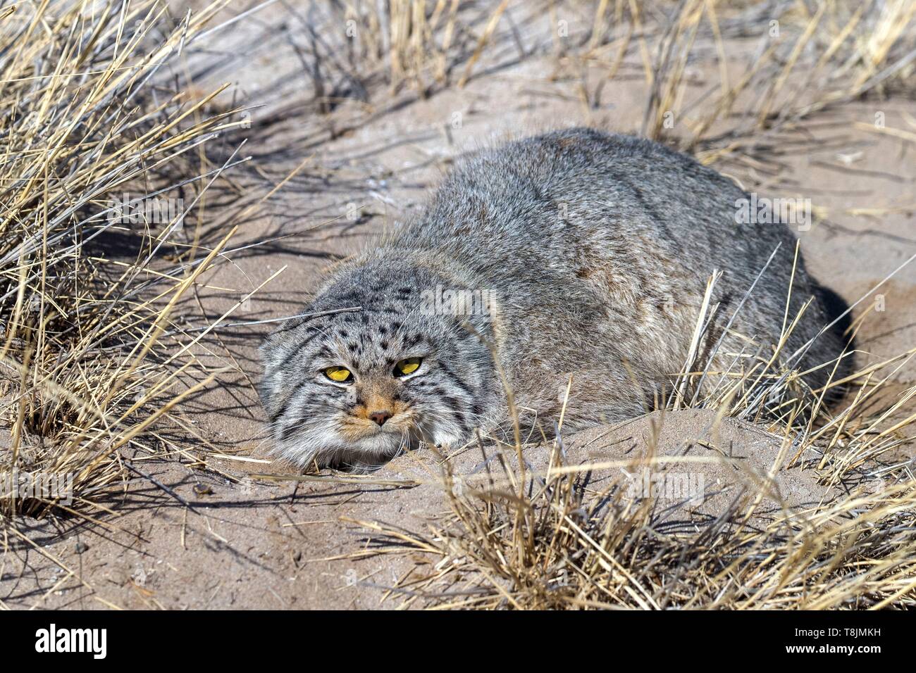 Mongolia, East Mongolia, Steppe area, Pallas's cat (Otocolobus manul), in the grass Stock Photo