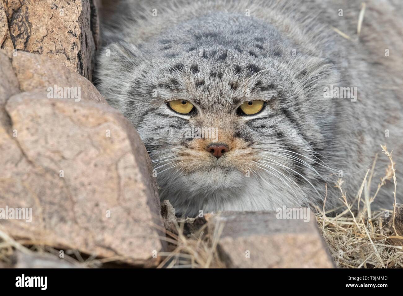 Mongolia, East Mongolia, Steppe area, Pallas's cat (Otocolobus manul