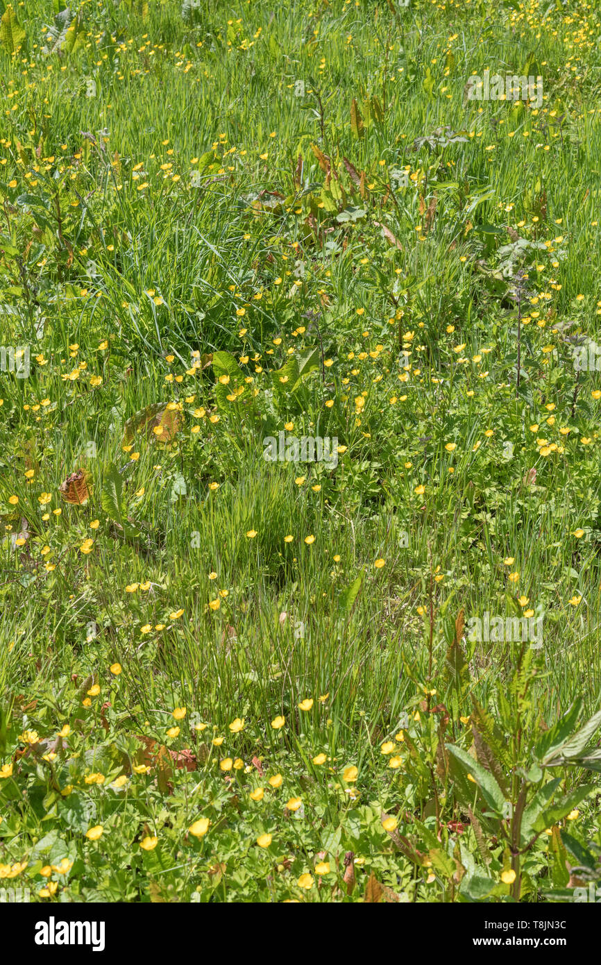 Patch of invasive Creeping Buttercups / Ranunculus repens on sunny Summer's day. Invasive weeds or invasive plants concept, overtaken by weeds Stock Photo