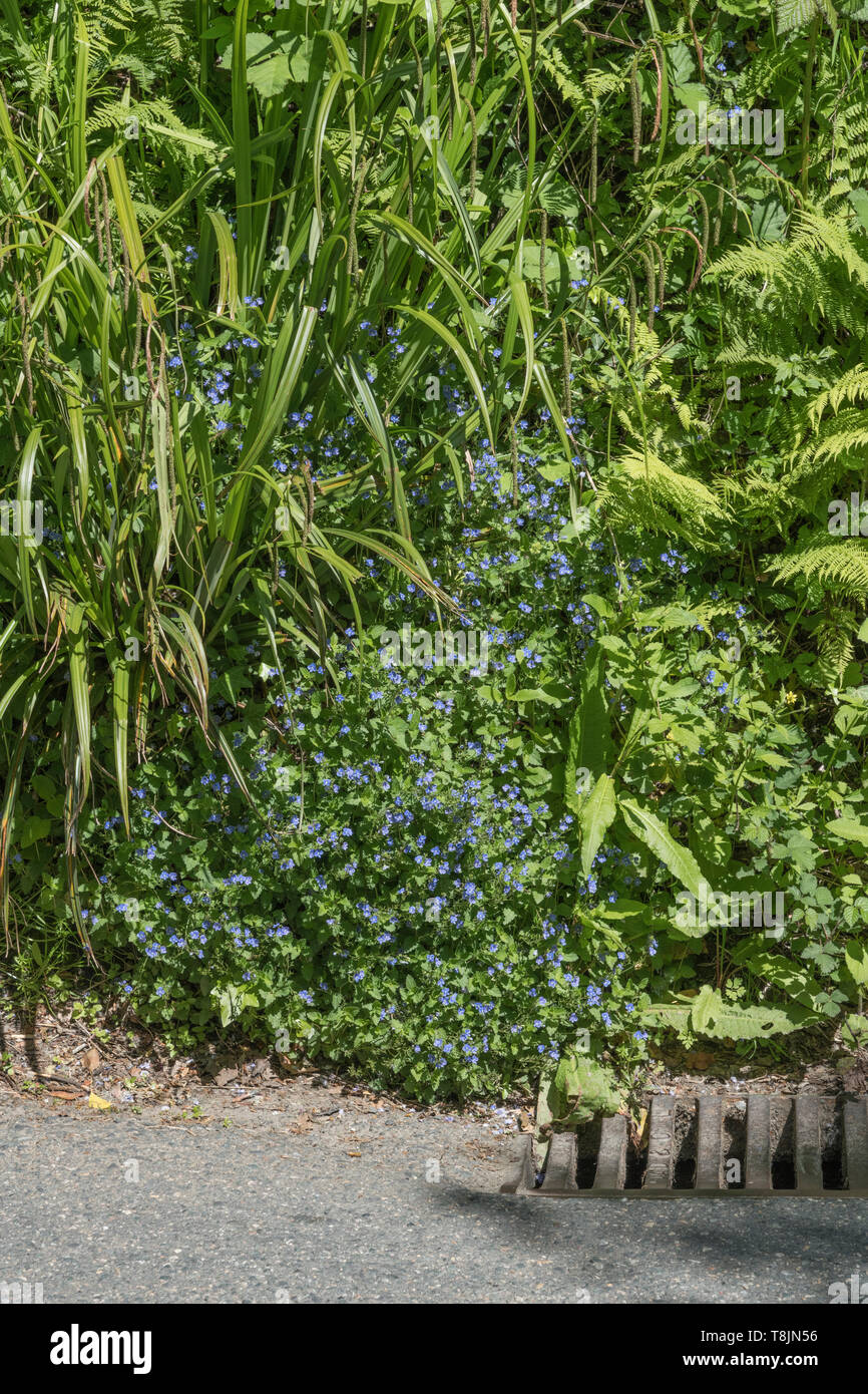 Patch of small blue flowers of Germander Speedwell / Veronica chamaedrys in sunshine by roadside. Formerly used as medicinal plant in herbal remedies. Stock Photo